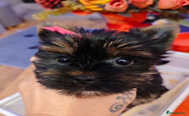 Yorkshire Terrier dogs Beautiful Yorkshire Terrier Girl - Advert 1