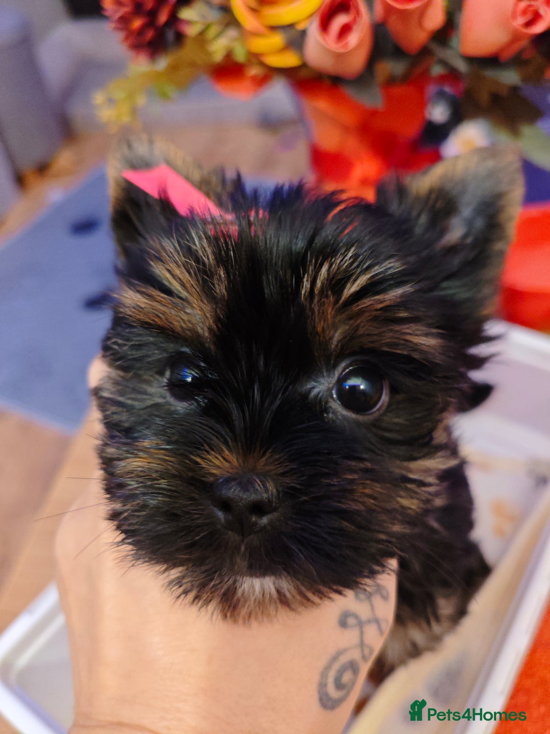 Yorkshire Terrier dogs for sale: beautiful, sociable Yorkshire Terrier female dog  - Advert 2