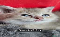 British Shorthair cats for sale: BSH GOLDEN KITTENS - Advert 13