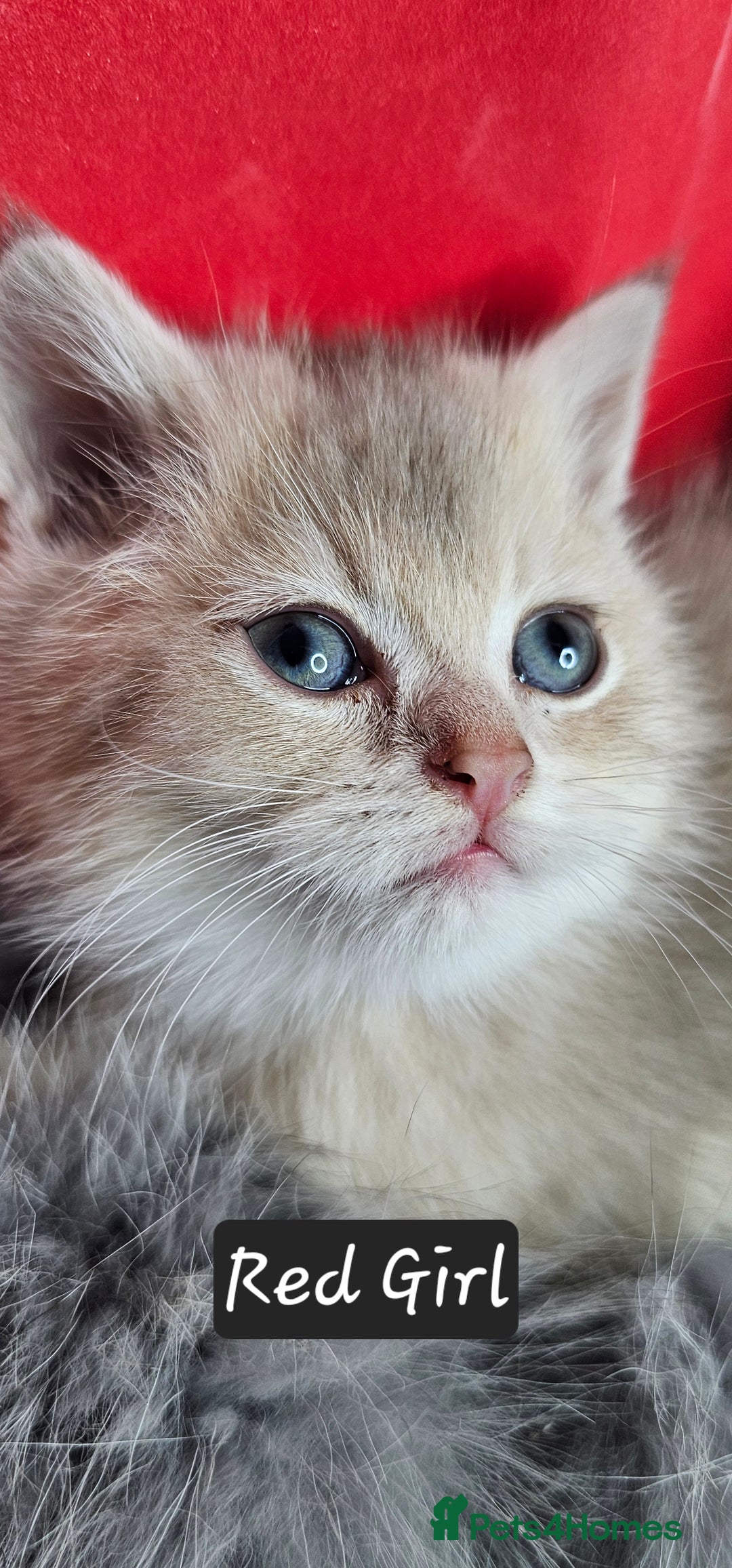 British Shorthair cats for sale: BSH GOLDEN KITTENS - Advert 13