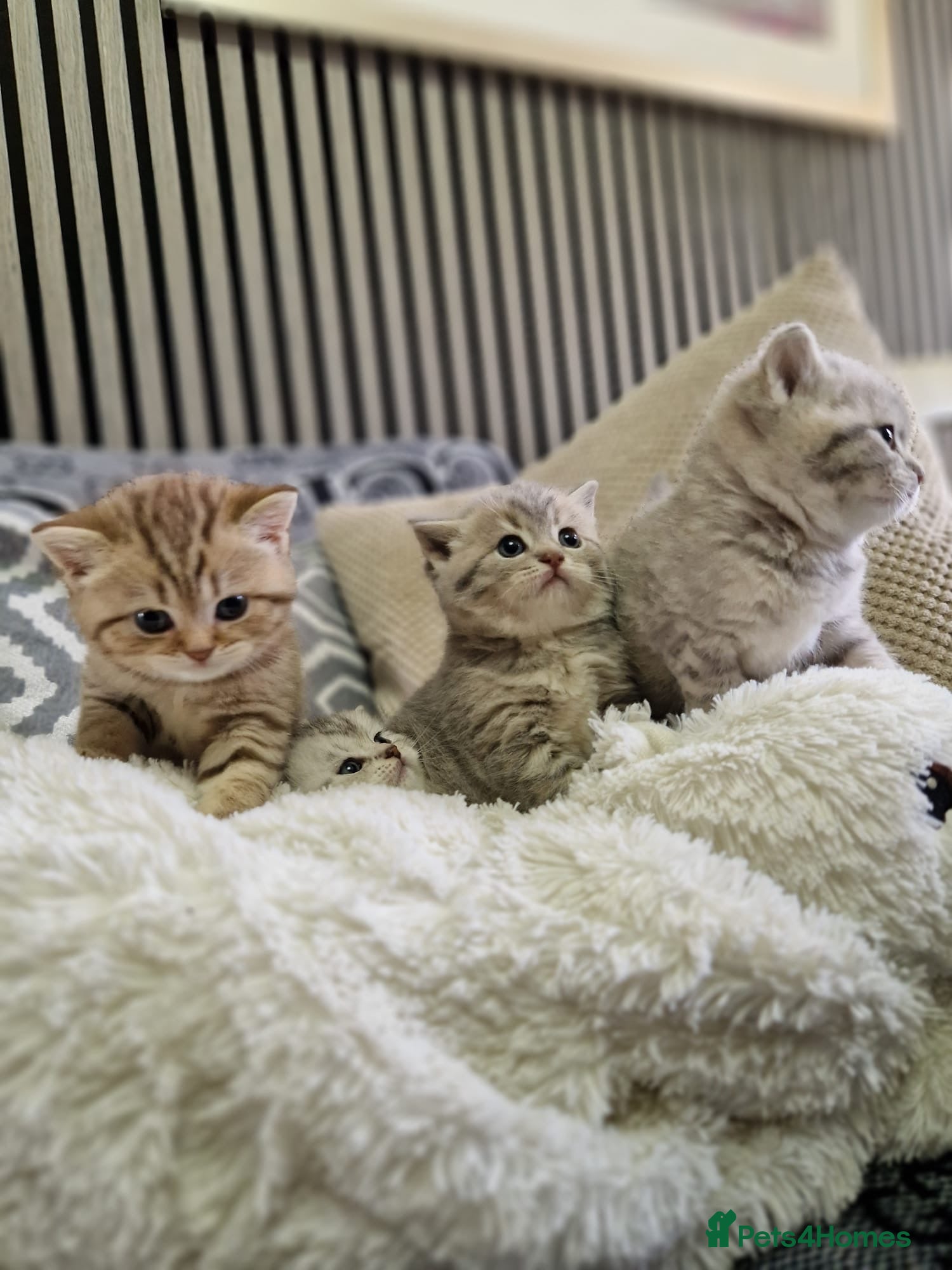 British Shorthair cats BSH kittens - Advert 1