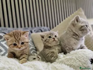 British Shorthair cats for sale: BSH kittens - Advert 1