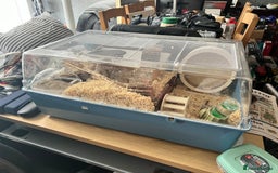 Gerbil rodents for sale: 2 Male gerbils ( 4 months old )  - Image 3
