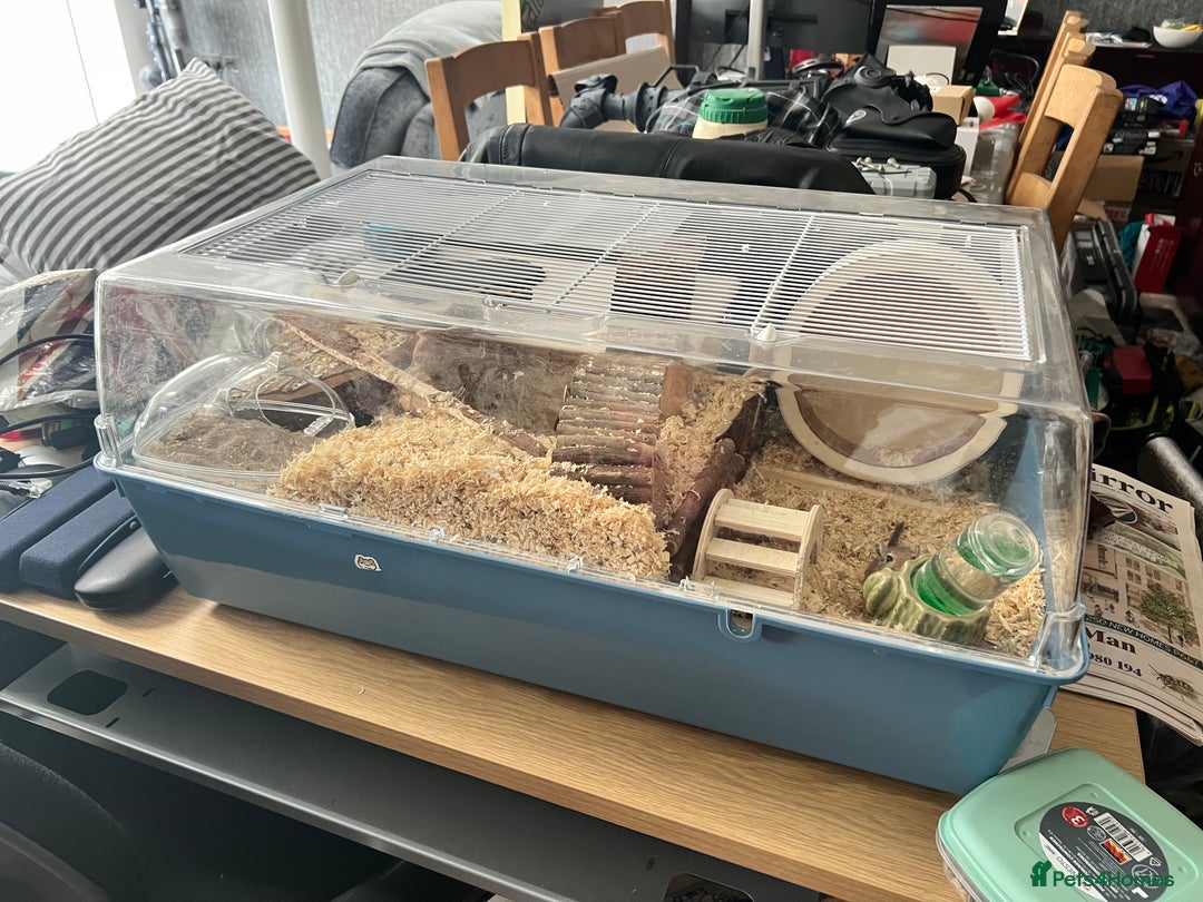 Gerbil rodents for sale: 2 Male gerbils ( 4 months old )  - Image 3