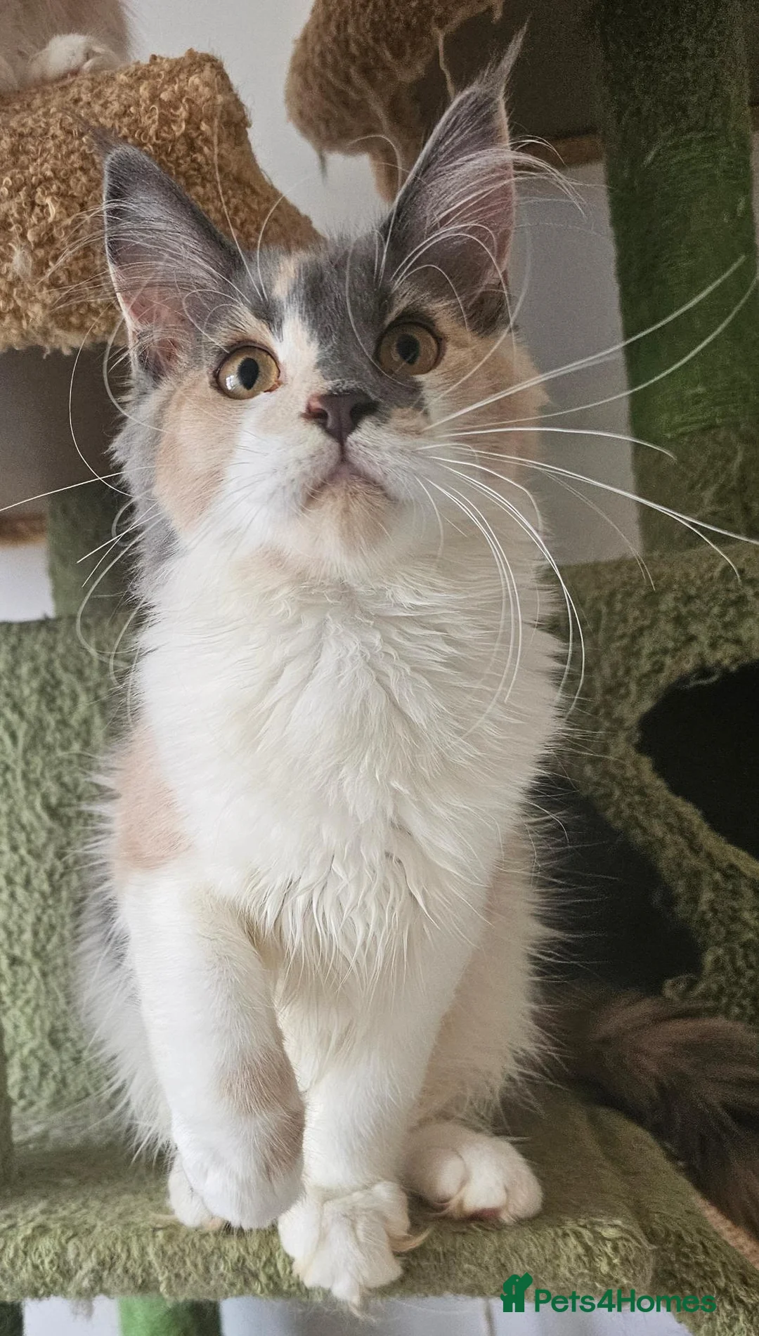 Maine Coon cats for sale: Maine coon kittens from heath tested parents - Advert 1