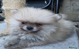 Pomeranian dogs for sale: last boy puppy ready now  - Image 1