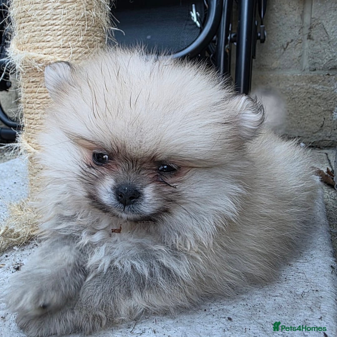 Pomeranian dogs for sale: last boy puppy ready now  - Image 1