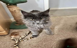 Maine Coon cats for sale: Stunning Maine Coon Kittens (Tica Registered)  in Colchester - Image 14