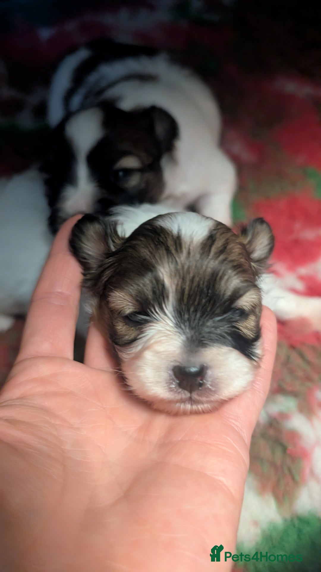 Papillon dogs for sale: Stunning papillon girls  - Advert 5