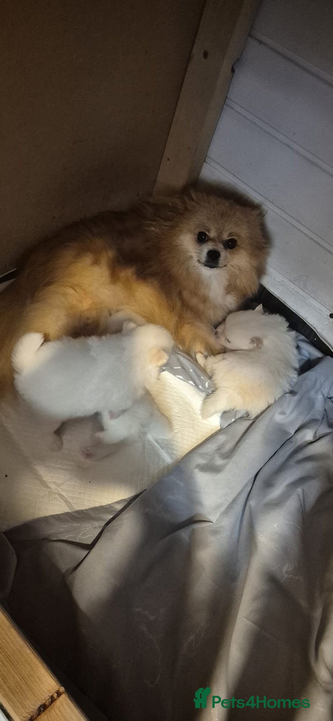 Pomeranian dogs for sale: pomeranian puppies ** size 🥰 - Image 9