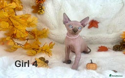 Sphynx cats for sale: 7 adorable Sphynx  looking for their forever home - Image 16