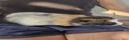 Guinea Pig rodents for sale: Lovely girls and boys for sale  - Advert 10