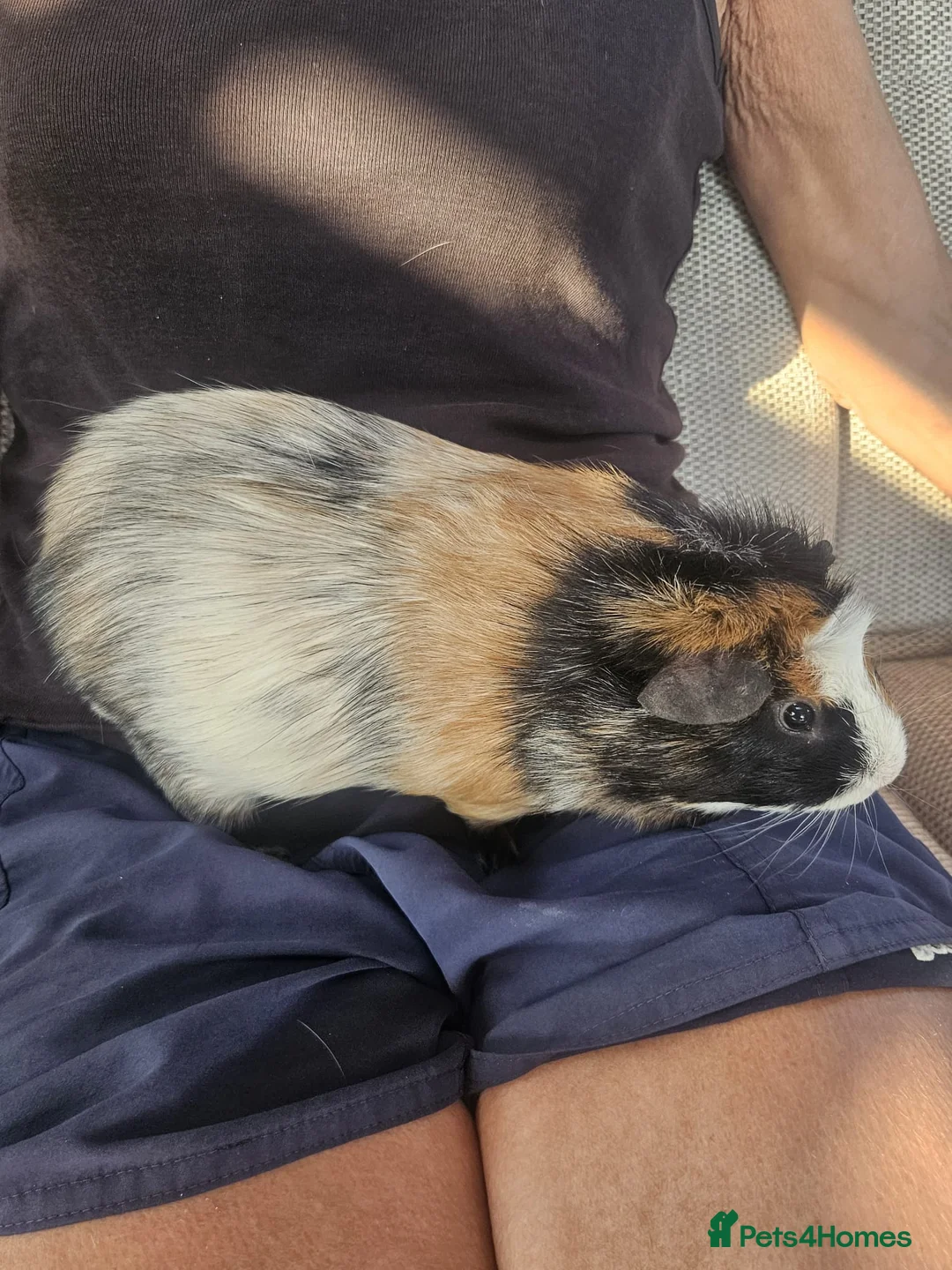 Guinea Pig rodents for sale: Lovely boy  for sale  - Advert 2