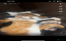 British Shorthair cats for sale: 3 male white&tabby ginger kittens - Image 4
