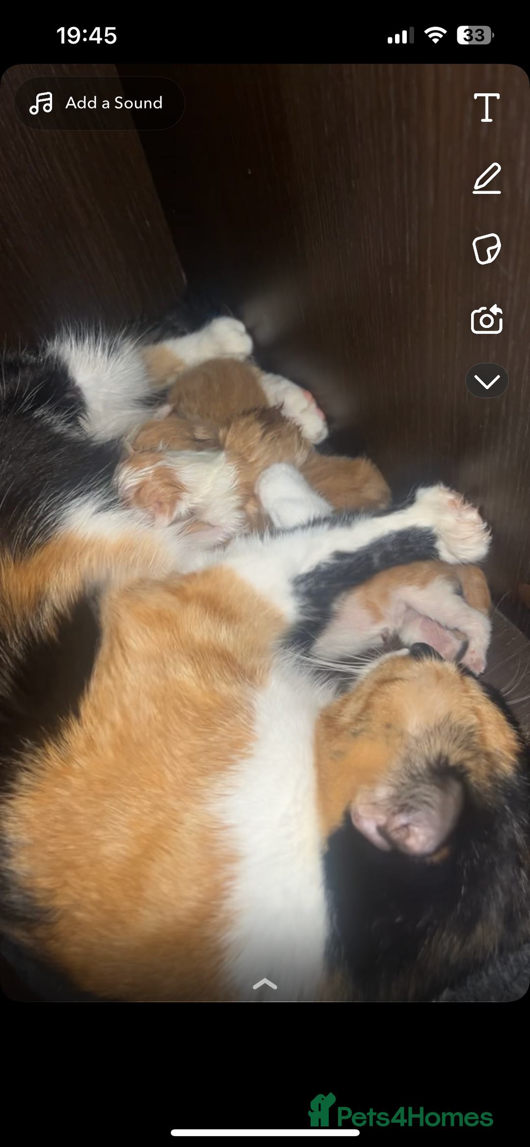 British Shorthair cats for sale: 3 male white&tabby ginger kittens - Image 4