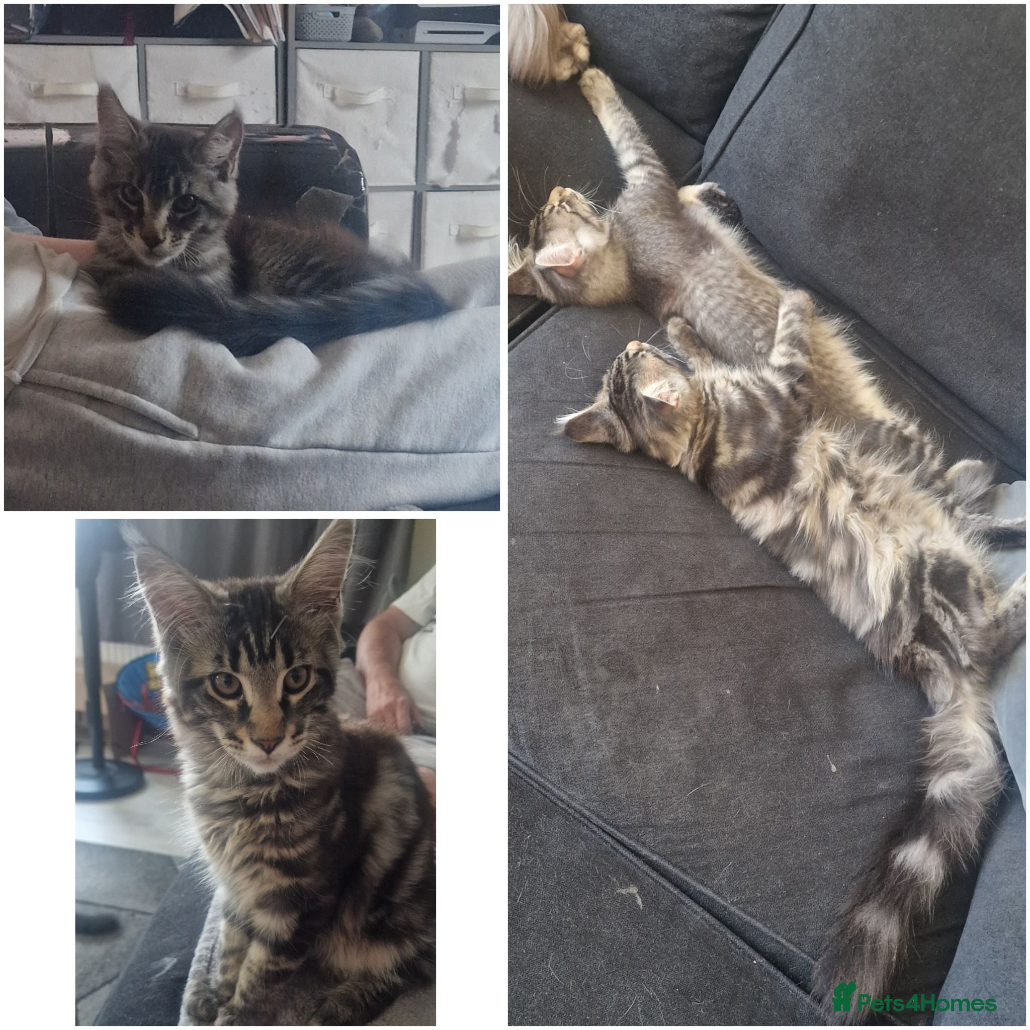 Maine Coon cats 2 boys maine coon kitten - Advert 1