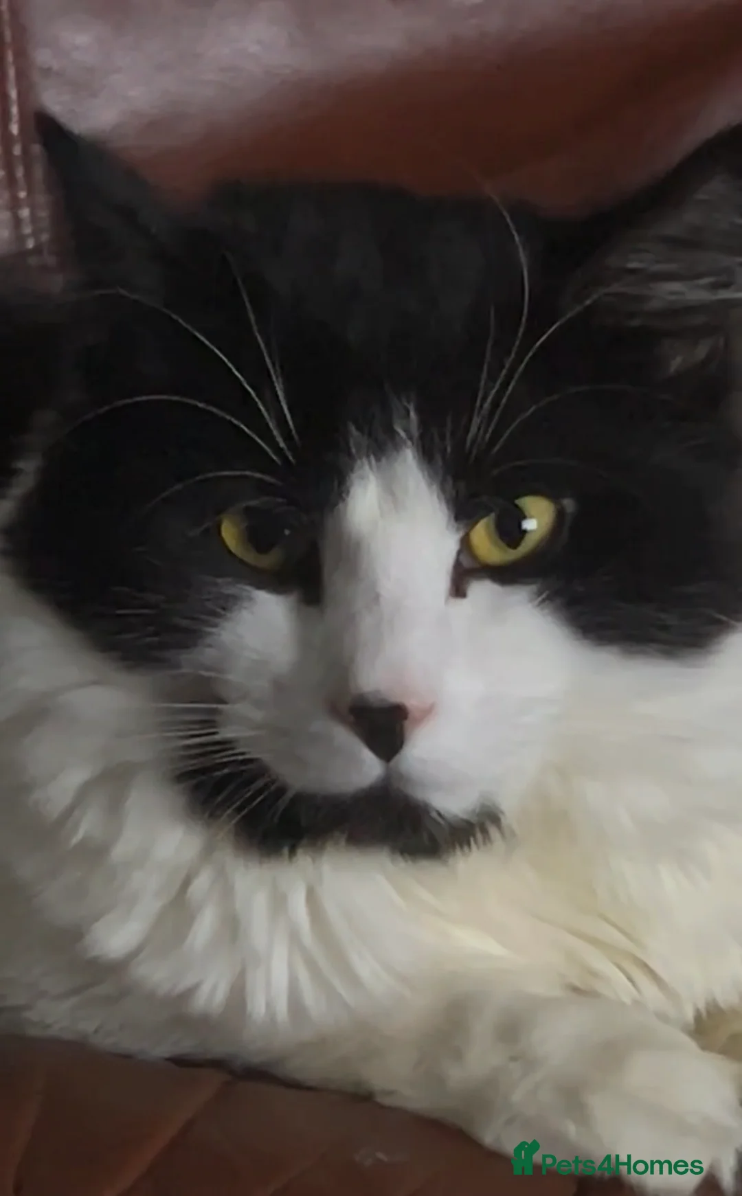 British Longhair cats for sale:  **   - Advert 2