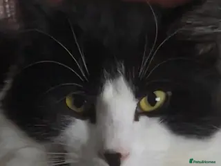 British Longhair cats ** - Advert 2