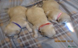 Golden Retriever dogs for sale: kc reg golden retriever puppies - Image 4