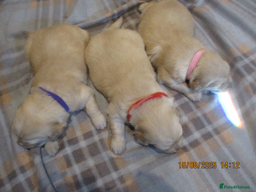 Golden Retriever dogs for sale: kc reg golden retriever puppies - Image 4