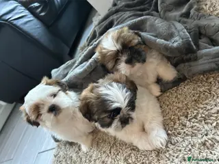 Shih Tzu dogs Beautiful imperial shih - tzu puppies - Advert 5