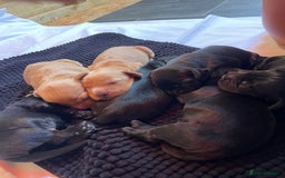Cockerdor dogs for sale: Outstanding working gun puppies  - Image 17