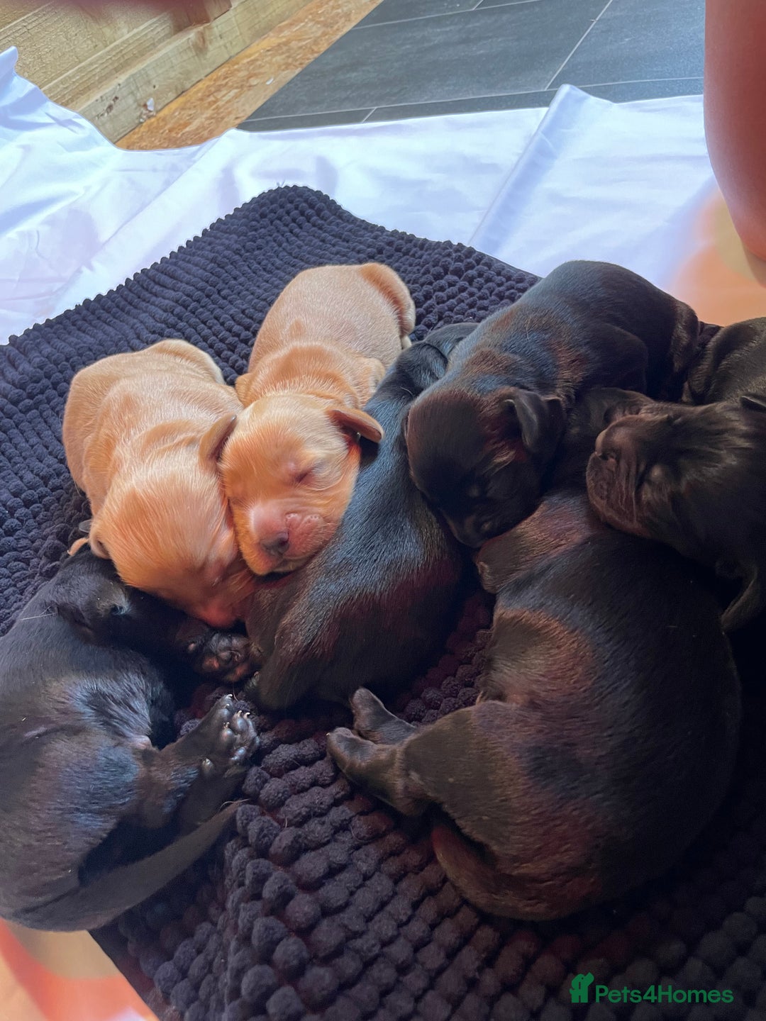 Cockerdor dogs for sale: Outstanding working gun puppies  - Image 17