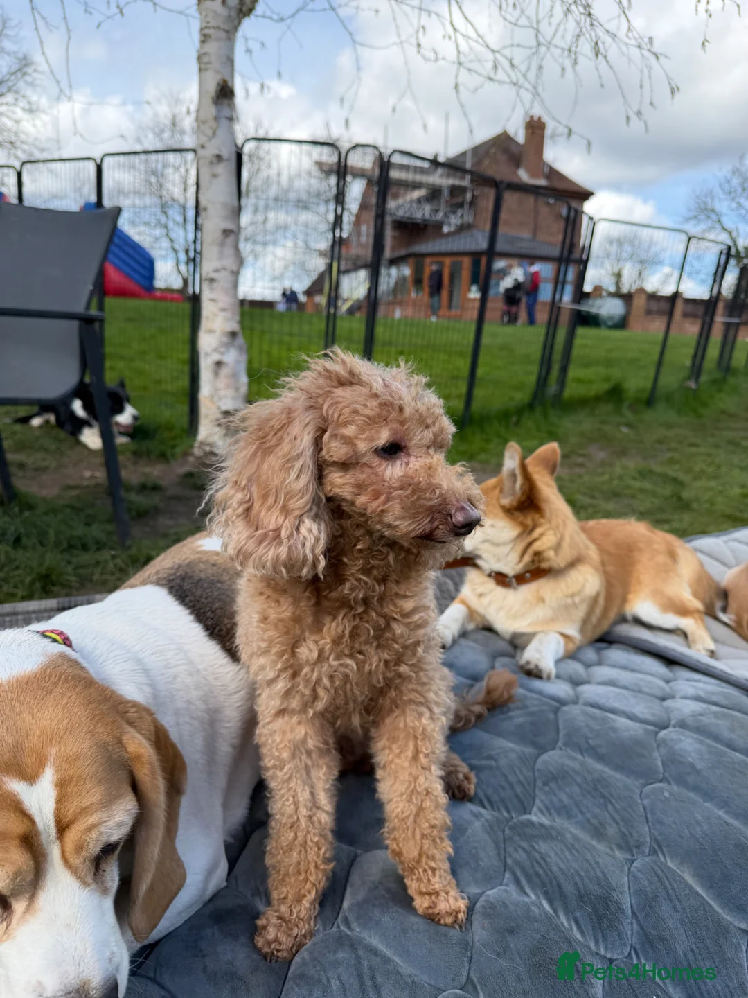 Toy Poodle dogs for adoption: 🐾 HONEY BEE – Female Toy Poodle 🐾 in West Malling - Advert 5