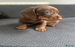 Dachshund dogs for sale: GORGEOUS DACHSHUNDS PUPPIES - Image 12
