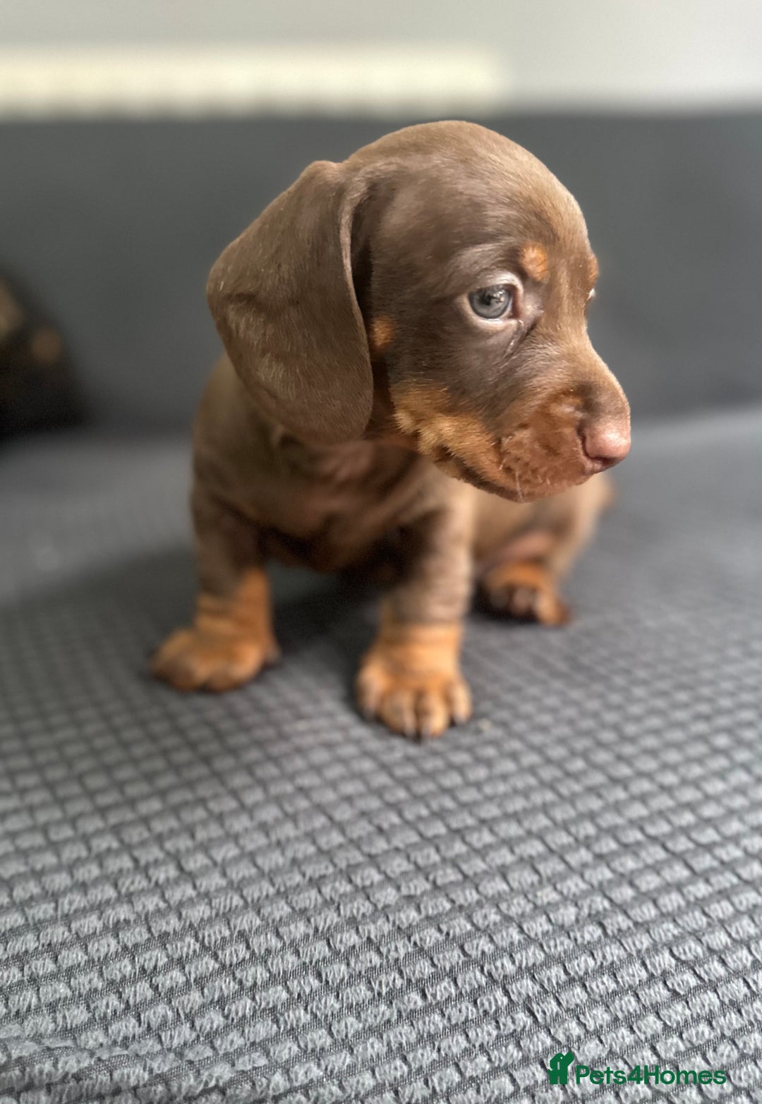 Dachshund dogs for sale: GORGEOUS DACHSHUNDS PUPPIES - Image 12