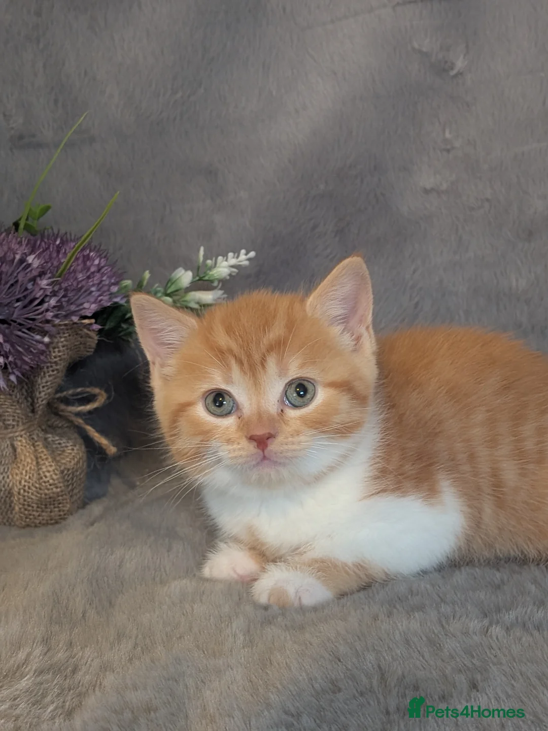 Selkirk Rex cats for sale: Beautiful Kittens – From Pedigree Selkirk Rex Mum - Advert 5