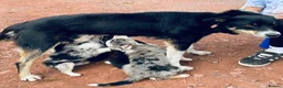 Border Collie dogs for sale: Merle & black and white litter  - Advert 8