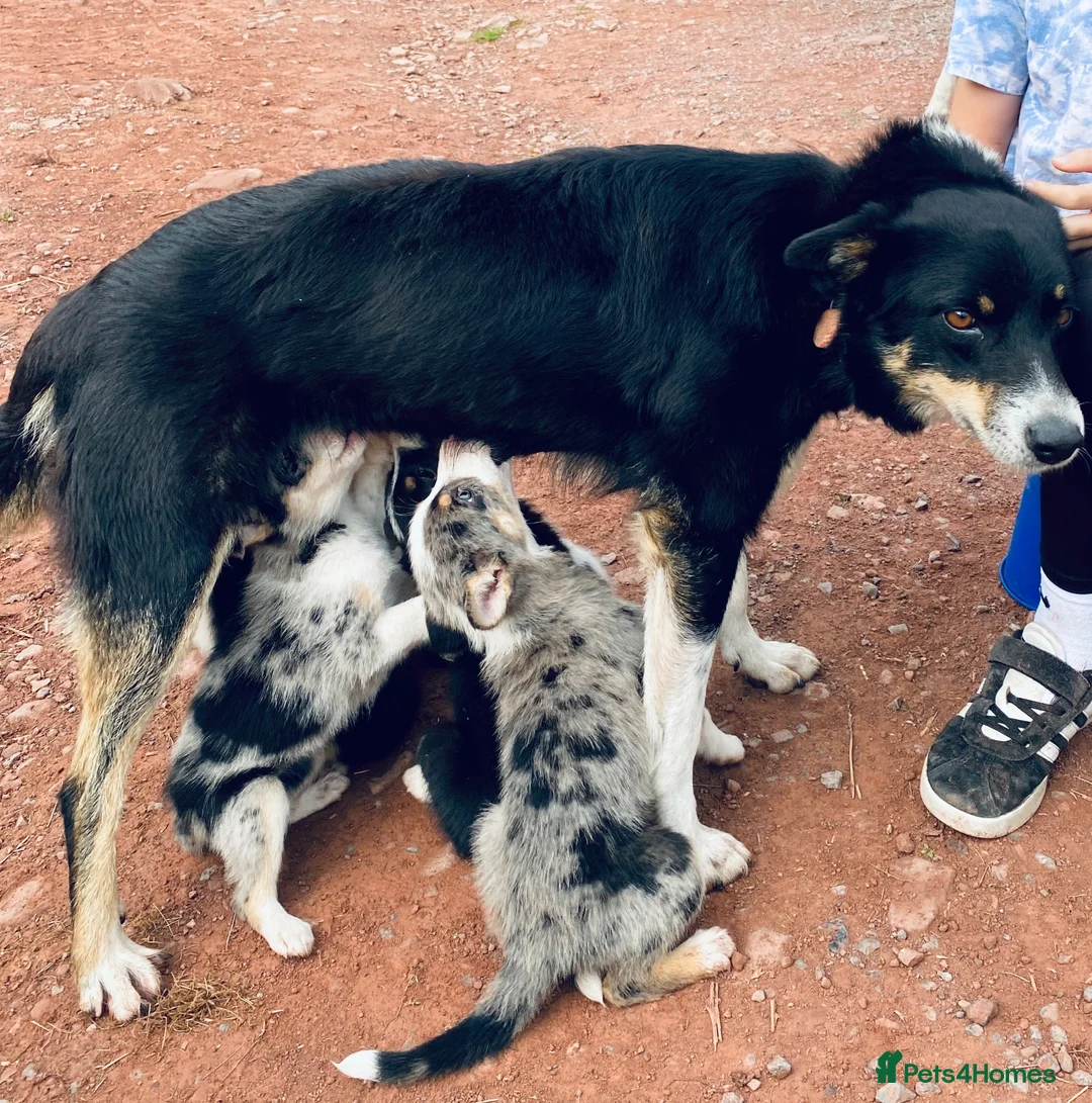 Border Collie dogs for sale: Merle & black and white litter  - Advert 8