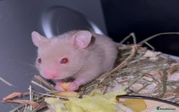 Hamster rodents for sale: Adorable Baby Syrian Hamsters 🐹  - Image 2