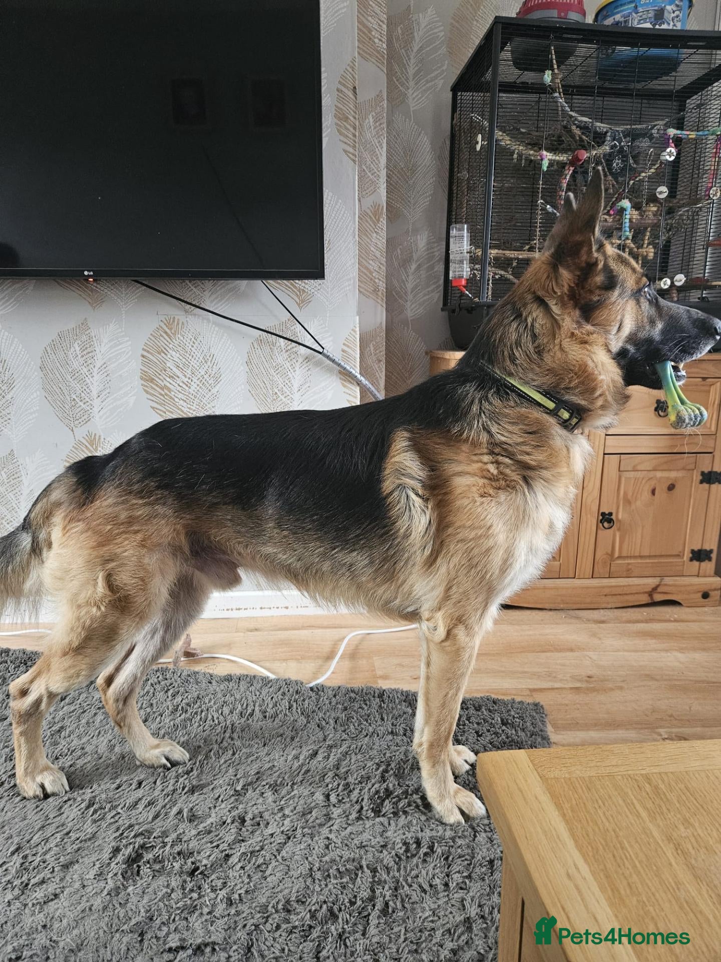German Shepherd dogs Male German shepherd 2 years 4 months  - Advert 14