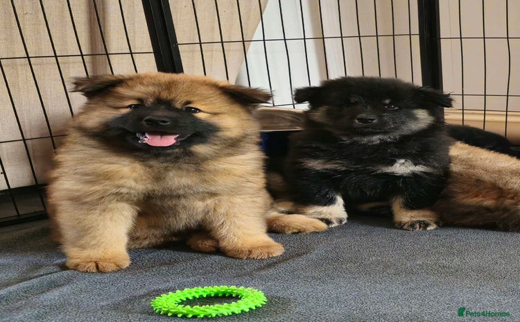 Eurasier dogs in Northampton - Advert 2