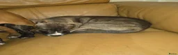 Mixed Breed dogs for sale: Beautiful mixed breed puppies - only 2 girls left - Advert 4