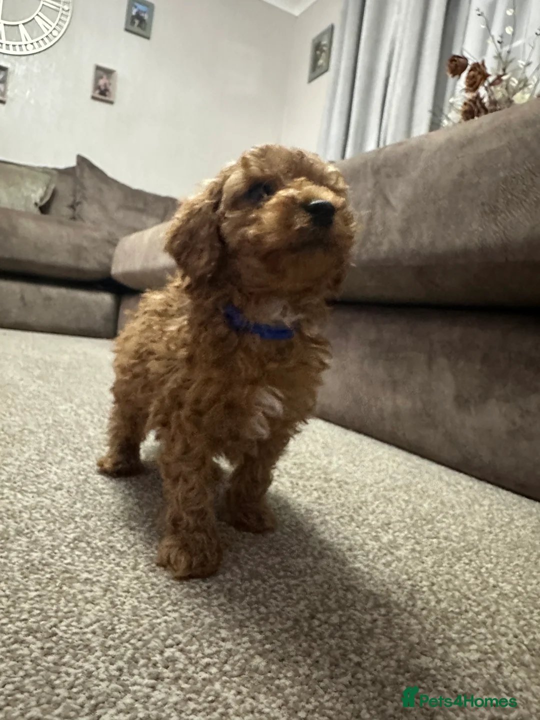 Toy Poodle dogs for sale: Toypoodle💙champion bloodline,kc,dna clear parent  - Advert 3