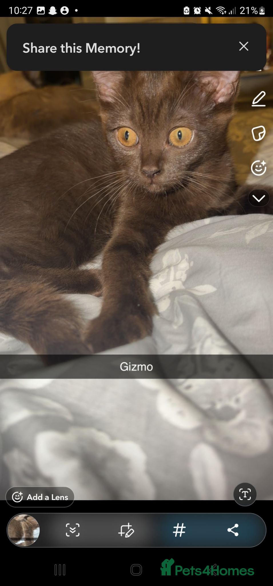 British Shorthair cats Chocolate/cinnamon British shorthair/ragdoll  - Advert 2