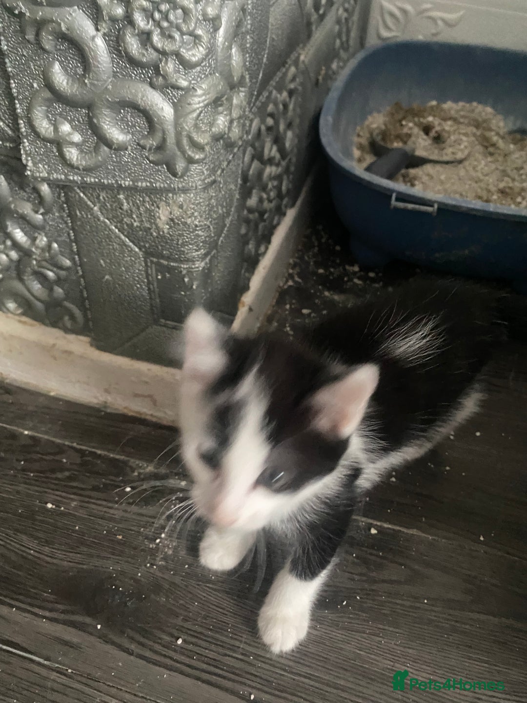 Mixed Breed cats for sale: Kitties - Image 6