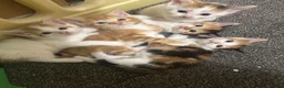 Mixed Breed cats for sale: 5 gorgeous kittens for sale  - Advert 10