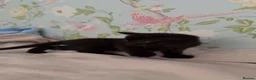 Bombay cats for sale: 2 Bombay mixed kittens - Advert 12