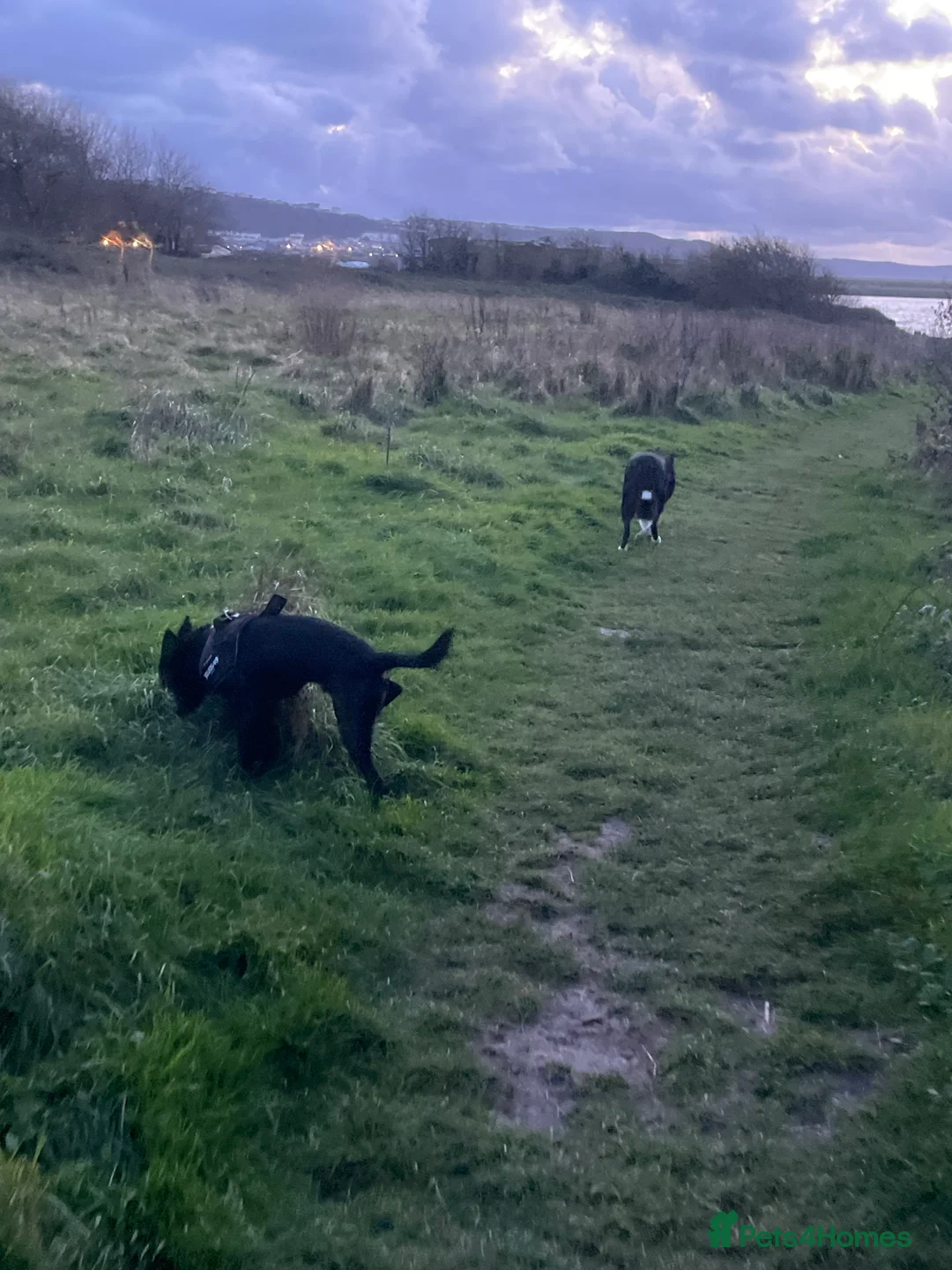 Mixed Breed dogs for sale: 1yr old Collie/Patterjack (male) - Advert 4