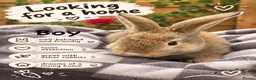 Continental Giant rabbits for sale: Continental giant rabbit  - Advert 4