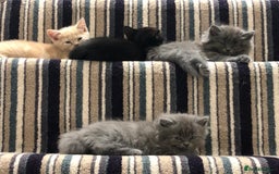 British Shorthair cats for sale: Beautiful British shorthair kittens - Image 5
