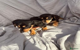 Miniature Dachshund dogs for sale: Beautiful Miniature dachshund  - Image 4