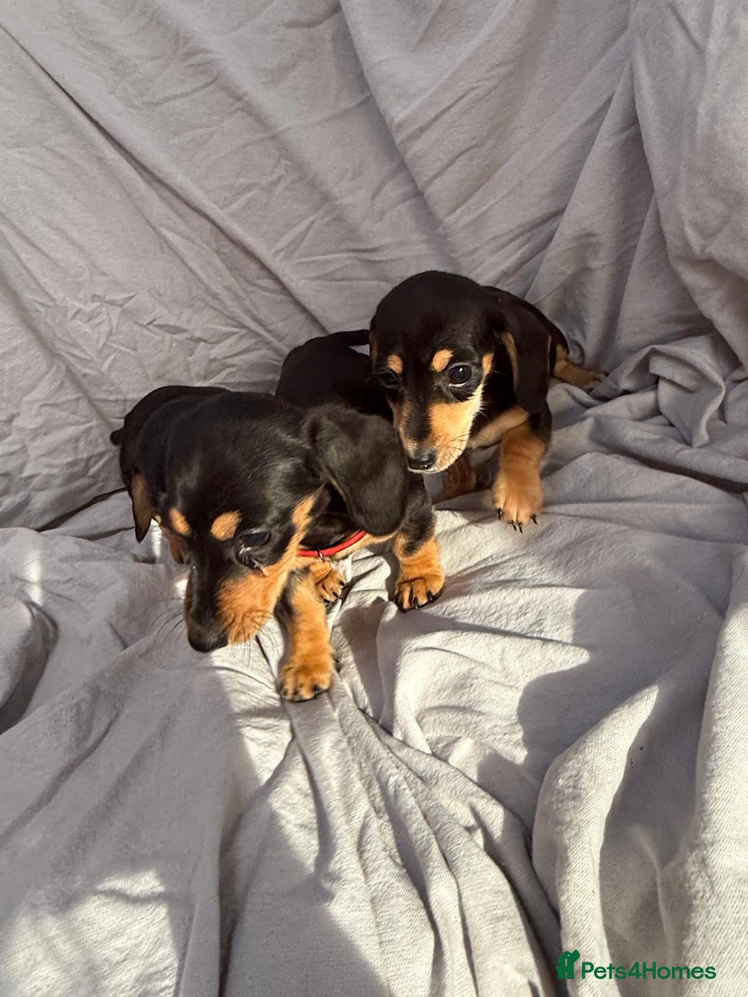 Miniature Dachshund dogs for sale: Beautiful Miniature dachshund  - Image 4