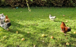 Chickens poultry for sale: Pekin bantams for sale  - Image 4