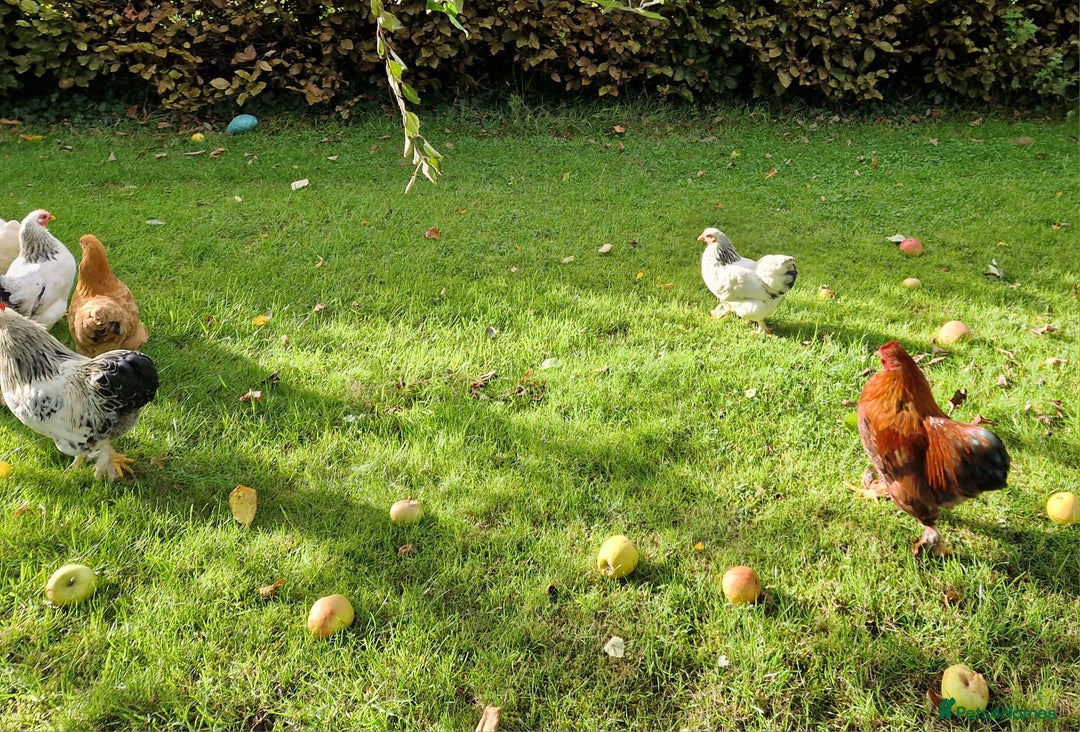 Chickens poultry for sale: Pekin bantams for sale  - Image 4