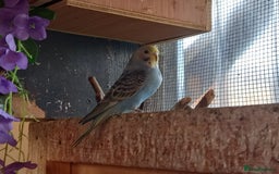 Budgerigars birds for sale: Beautiful baby budgies... - Image 9